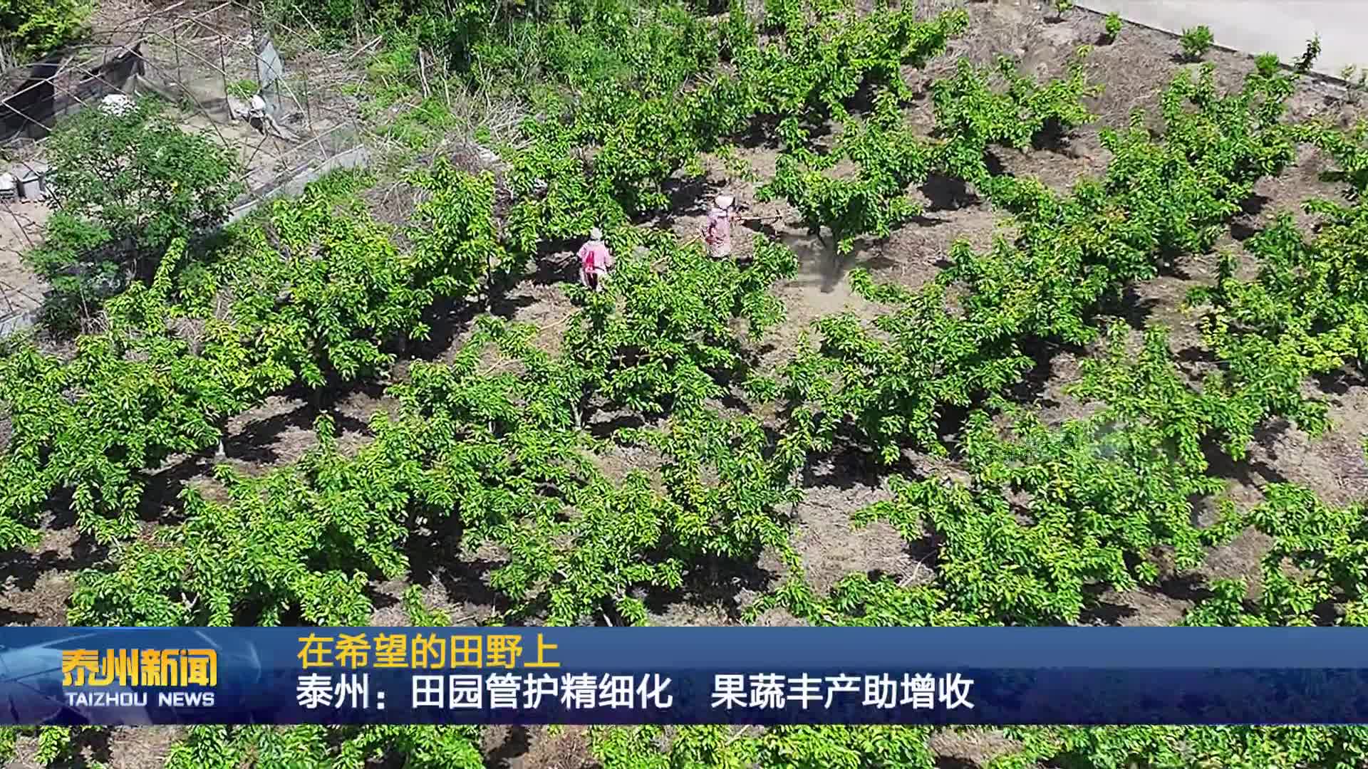 在希望的田野上  泰州：田园管护精细化 果蔬丰产助增收